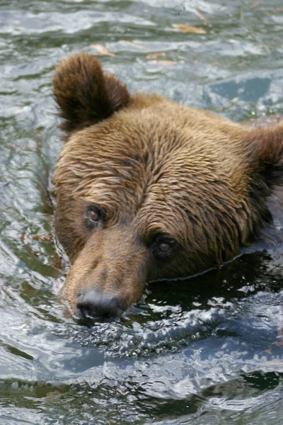 Μια Αρκούδα Γκρίζλι Στο Νερό — Φωτογραφία Αρχείου