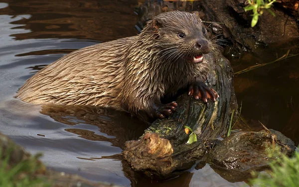 Loutres Animaux Aquatiques Mammifères — Photo