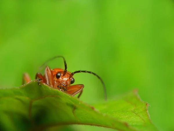 Close Van Een Insect Wilde Natuur — Stockfoto