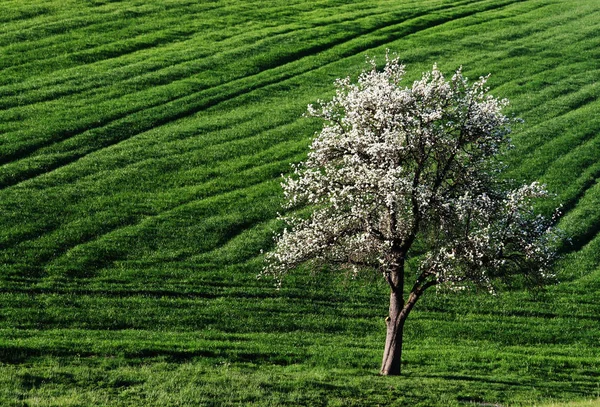 Kersenbloesem Bloemen Boomtakken Het Voorjaar — Stockfoto