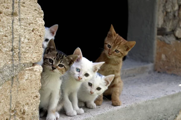 Animales Diferentes Enfoque Selectivo — Foto de Stock