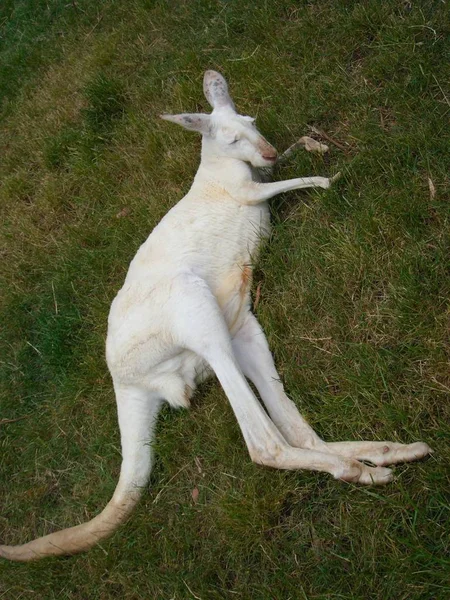 Söta Känguru Djur Australiska Däggdjur — Stockfoto