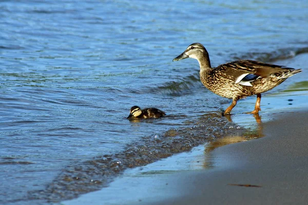 Aller Dans Eau — Photo