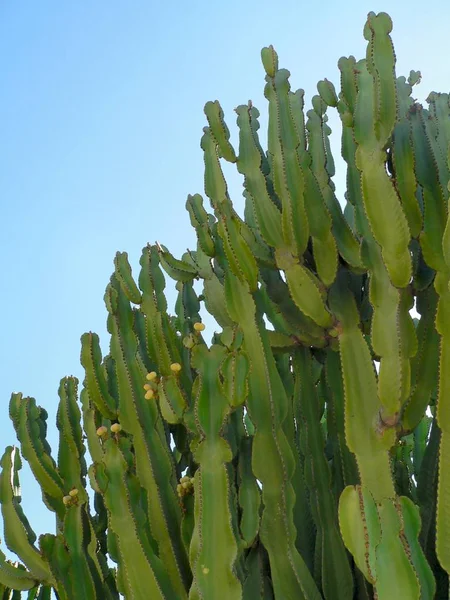 Tropische Pflanze Kaktus Botanische Flora — Stockfoto