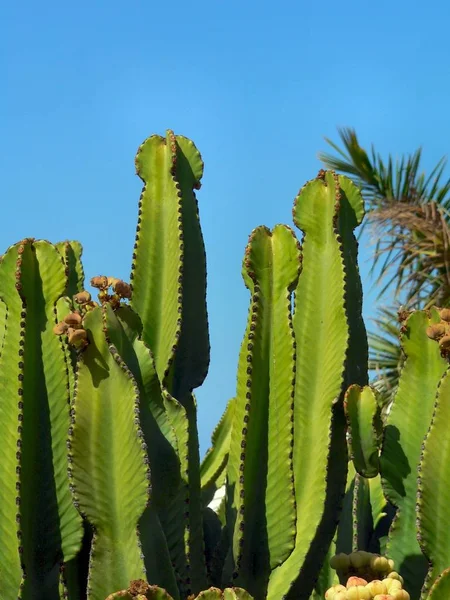 Kaktus Rośliny Tropikalne Flora — Zdjęcie stockowe
