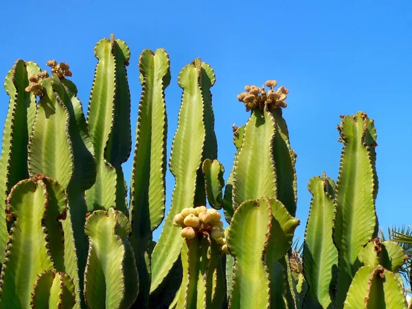 Roślina Tropikalna Roślina Botaniczna Kaktusy — Zdjęcie stockowe