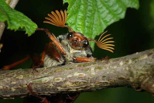 Közeli Ból Barna Hatalmas Cockchafer — Stock Fotó