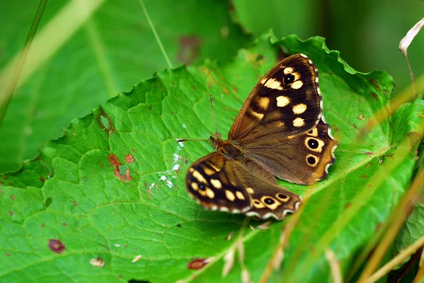 Gros Plan Bug Nature Sauvage — Photo