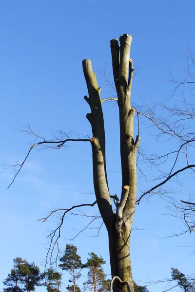 Piękny Widok Scenę Natury — Zdjęcie stockowe