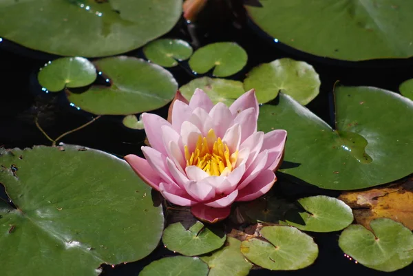 Closeup View Beautiful Water Lily — Stock Photo, Image