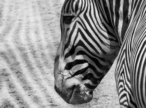 Animale Zebre Africane Alb Negru — Fotografie, imagine de stoc