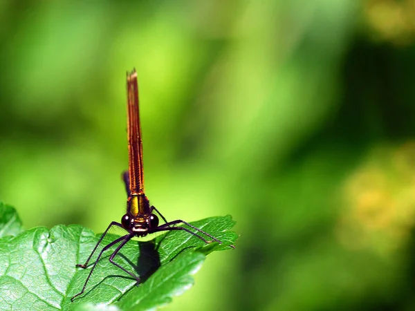 Vista Macro Primer Plano Del Insecto Libélula — Foto de Stock