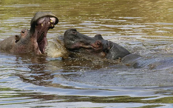 Mamíferos Hipopótamos Animales Hipopótamos — Foto de Stock