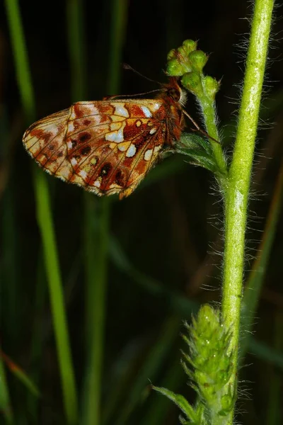 Detailní Pohled Exotický Krásný Váhavec — Stock fotografie