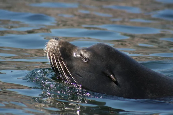 Kaliforniya Deniz Aslanı Hayvanı — Stok fotoğraf