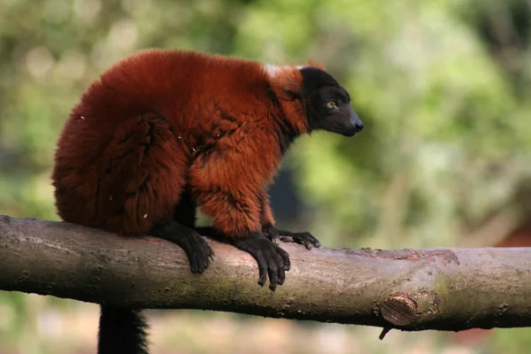 Primer Plano Los Animales Zoológico — Foto de Stock