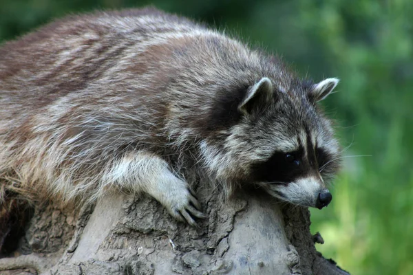 Raccoon Animal Predator Mammal Animal — Stock Photo, Image