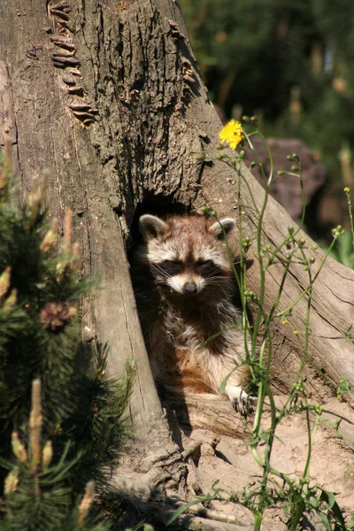 アライグマ彼の隠れ家で — ストック写真