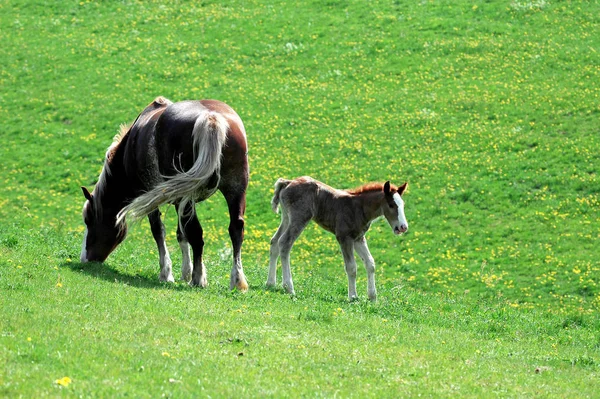 Lovak Nappal Szabadban — Stock Fotó