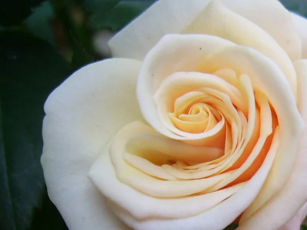 Kleurrijke Achtergrond Voor Valentijnskaart — Stockfoto