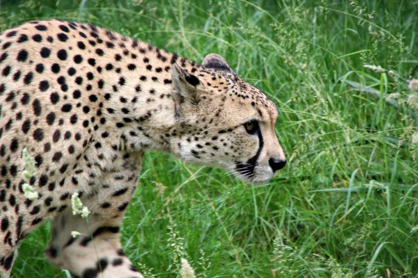 豹子捕食动物大猫 — 图库照片