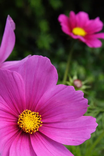 Vackra Blommor Blommigt Koncept Bakgrund — Stockfoto
