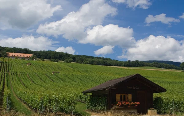 Agricultura Vinhas Flora Rural Folaige — Fotografia de Stock