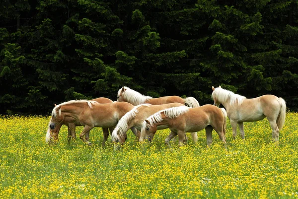 Haflinger Raça Cavalo — Fotografia de Stock