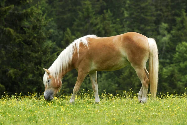 Haflinger Raza Caballo — Foto de Stock