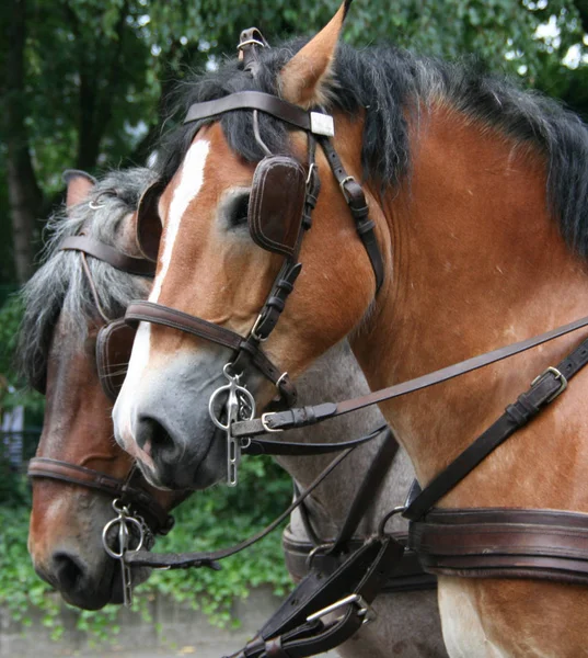 Cavalos Livre Durante Dia — Fotografia de Stock