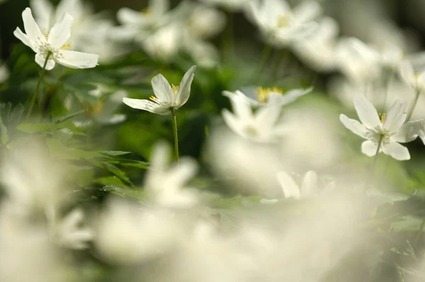 White Petals Windflower Blooming Flora — Stock Photo, Image