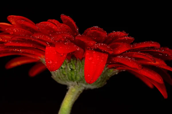 Gerbera Pétalas Flores Flora — Fotografia de Stock