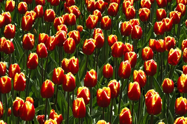 Fleurs Tulipes Fleurs Dans Prairie Flore Printanière — Photo