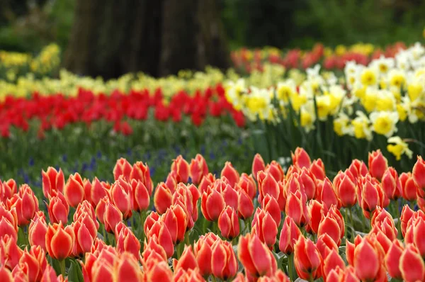 Frühling Frühling Tulpen Blumen Flora — Stockfoto