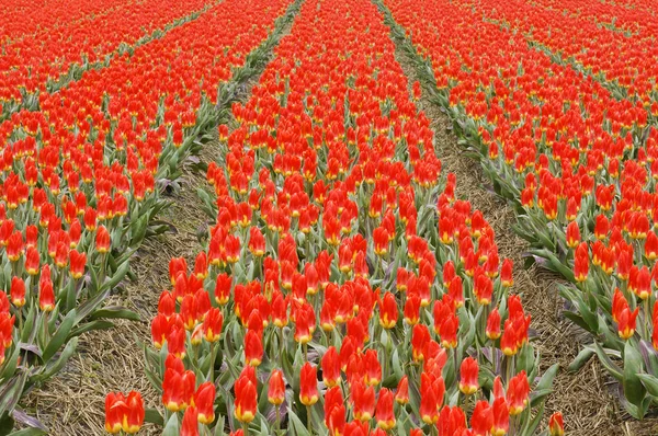 Tulipani Primaverili Fiori Flora — Foto Stock