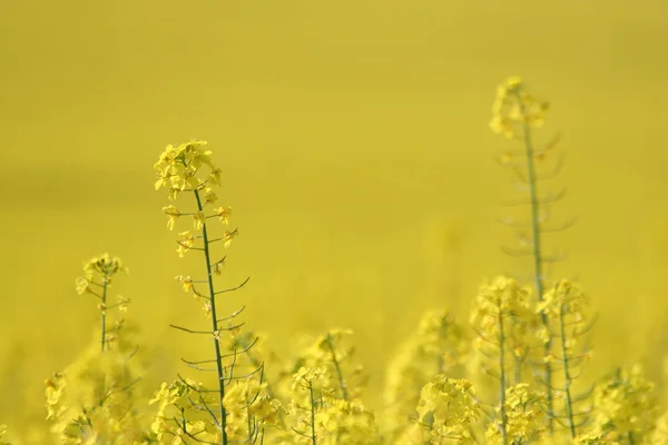 Belles Fleurs Fleurs Fond Nature — Photo