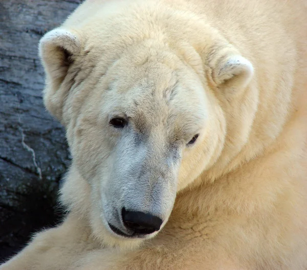 動物園での動物の閉鎖 — ストック写真