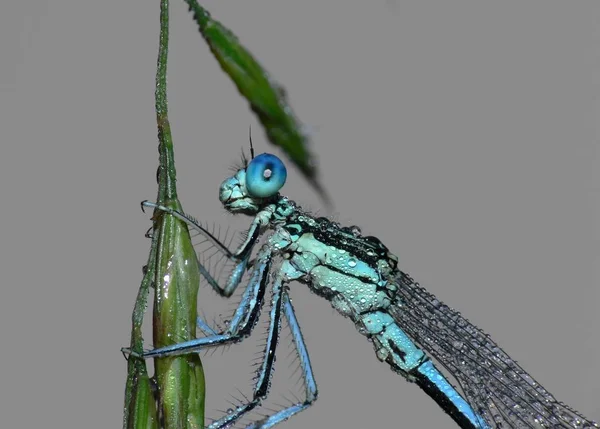 Odonata Mosca Lechera Flora Natural —  Fotos de Stock