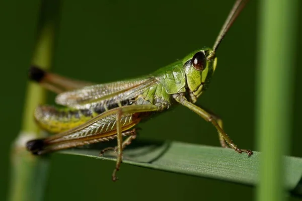 Close Zicht Van Kleine Sprinkhanen Insect — Stockfoto