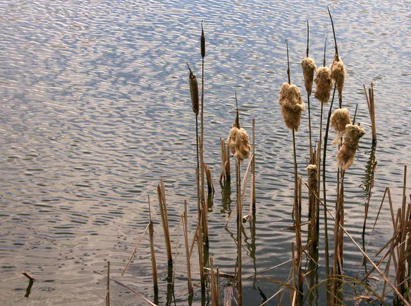 Herbe Ornementale Dans Nature Plantes Flore — Photo