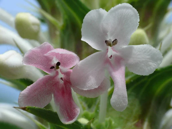 Piękne Botaniczne Ujęcie Naturalna Tapeta — Zdjęcie stockowe