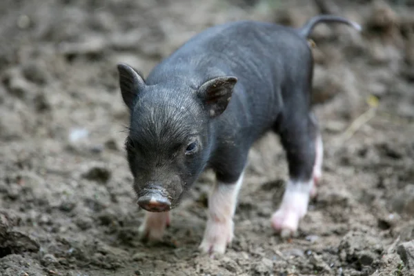 Animali Giovani Attenzione Selettiva — Foto Stock