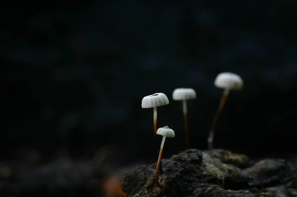 Cultivo Cogumelos Floresta Fundo Natureza — Fotografia de Stock