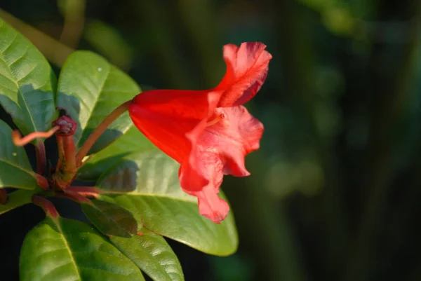 Fleur Rouge Dans Jardin — Photo