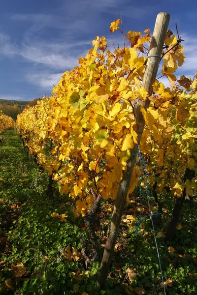Виноградники Осенних Цветах — стоковое фото