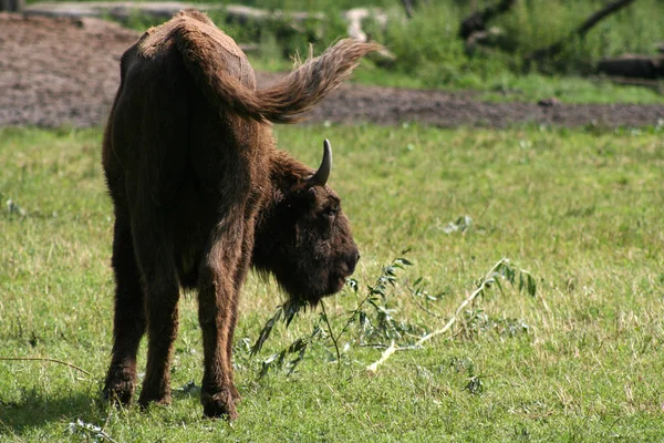 Bull Meadow — Stock Photo, Image