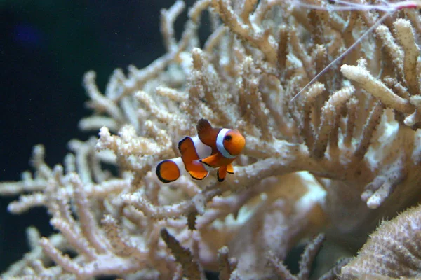 Pez Payaso Arrecife Submarino Con Peces —  Fotos de Stock