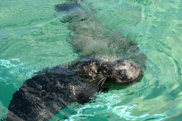 Foca Animal Marino Marino — Foto de Stock