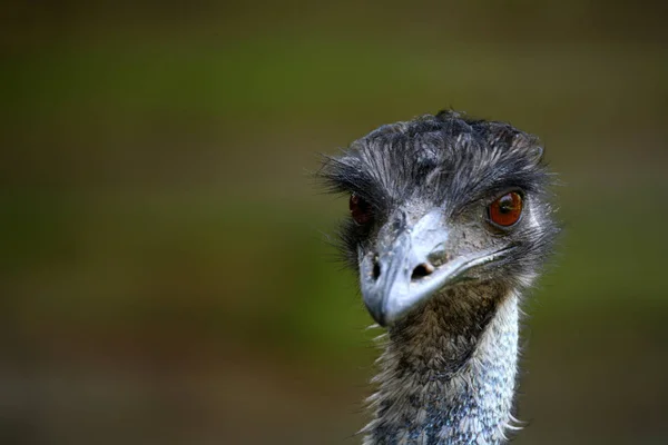 ダチョウの鳥野生生物 — ストック写真