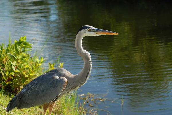 Warten Auf Die Fische — Stockfoto